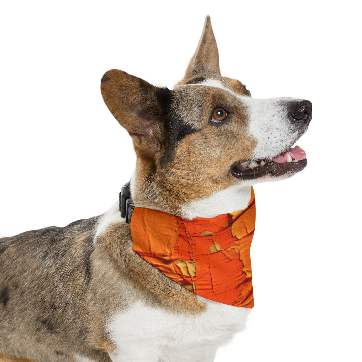 Fiery Citrus Orange: Edgy Distressed, Denim-Inspired Fabric - Dog & Pet Bandana Collar