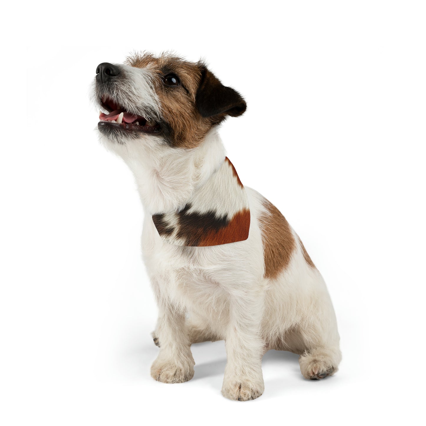 Hair Cowhide Leather Natural Design Tough Durable Rugged Style - Dog & Pet Bandana Collar