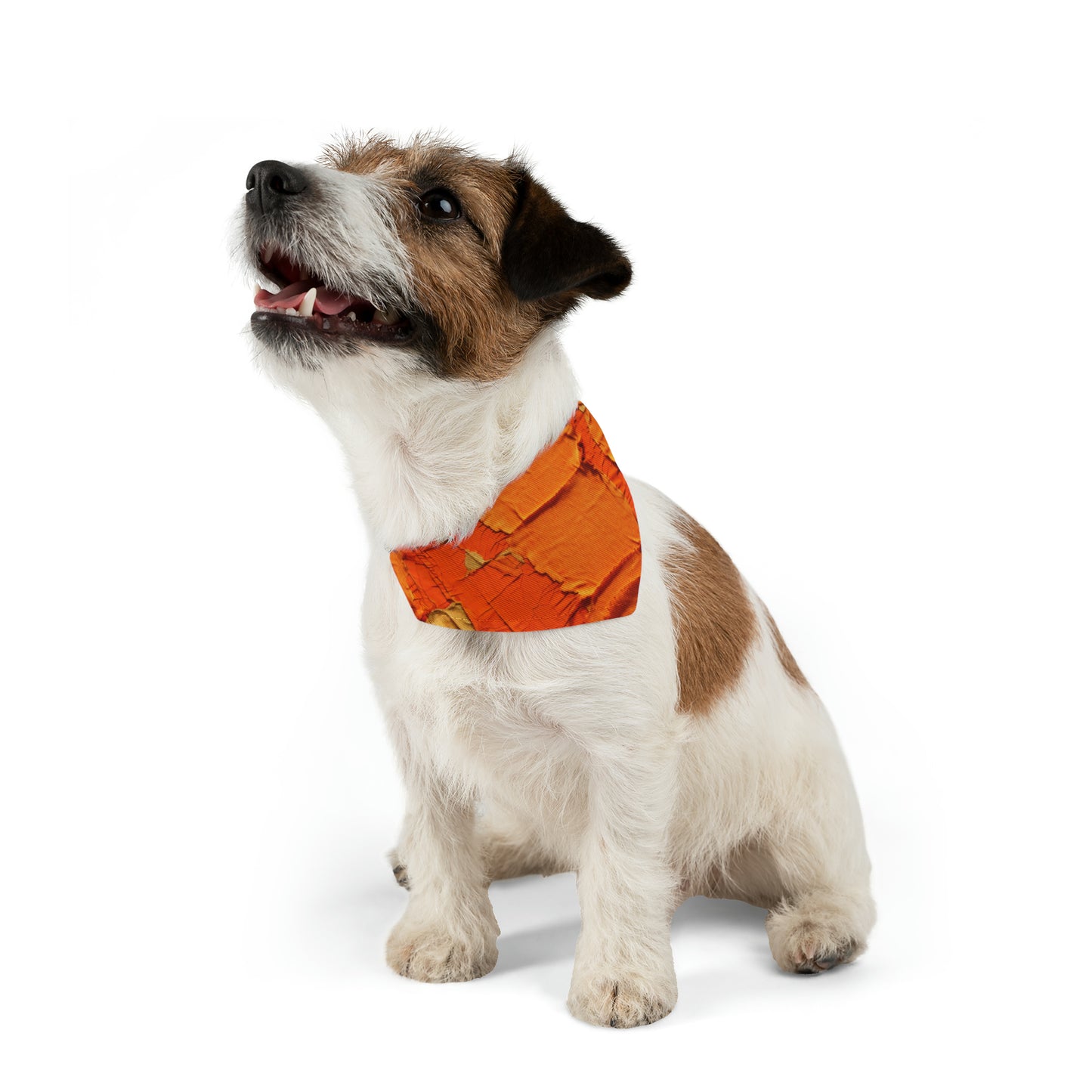 Fiery Citrus Orange: Edgy Distressed, Denim-Inspired Fabric - Dog & Pet Bandana Collar