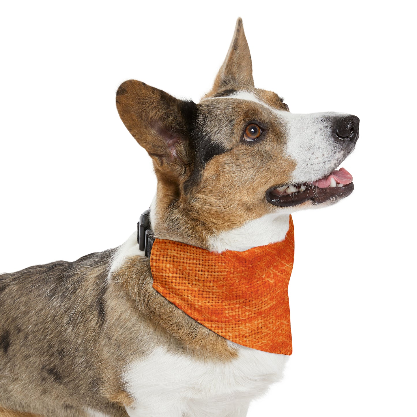 Burnt Orange/Rust: Denim-Inspired Autumn Fall Color Fabric - Pet Bandana Collar